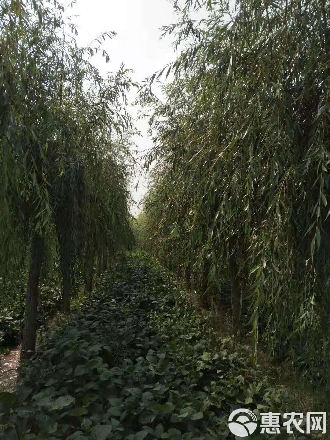 最新垂柳求购动态，市场趋势与选购策略探究